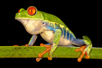 Red-eyed tree frog (Agalychnis callidryas, commonly known as the red-eyed leaf frog), Costa Rica, Sarapiqui region. Selective focus on frog's eyes