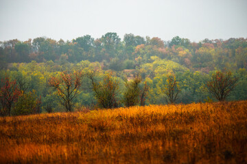 Foggy in the forest,autumn morning .Photo in the rainy and foggy weather, beautiful landscape photo, yellow and red colors .Clouds in the sky,mystery nature.Fog over the forest . Beautiful wild place