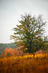 Fototapeta premium Foggy in the forest,autumn morning .Photo in the rainy and foggy weather, beautiful landscape photo, yellow and red colors .Clouds in the sky,mystery nature.Fog over the forest . Beautiful wild place