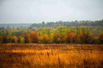 Foggy in the forest,autumn morning .Photo in the rainy and foggy weather, beautiful landscape photo, yellow and red colors .Clouds in the sky,mystery nature.Fog over the forest . Beautiful wild place