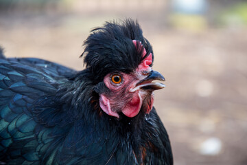 Poule Cochin noire