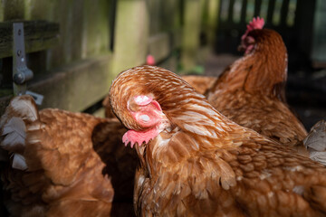 Poule pondeuse ISA brown