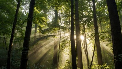 Obraz premium Tall, dense trees reaching high with vibrant sunlight streaming gently through lush, green leaves. The dappled, golden light creates a warm, enchanting, and inviting forest scene, evoking calm, peacef