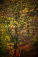 Colorful autumn forest , yellow and orange colors .Nature photography in the forest .Pathway in the woodlands, landscape photography in the rainy weather.Red leaves on trees , red colors .Fall nature