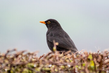 Merle noir (Turdus merula) sur une haie