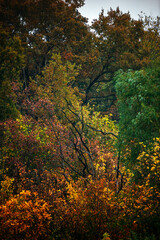 Fototapeta premium Colorful autumn forest , yellow and orange colors .Nature photography in the forest .Pathway in the woodlands, landscape photography in the rainy weather.Red leaves on trees , red colors .Fall nature