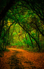 Colorful autumn forest , yellow and orange colors .Nature photography in the forest .Pathway in the woodlands, landscape photography in the rainy weather.Red leaves on trees , red colors .Fall nature