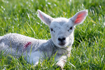 Agneau mignon en pâture, un matin de printemps