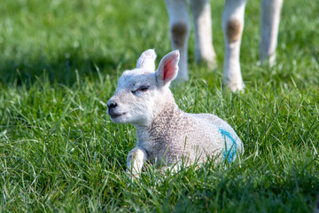 Agneau mignon en pâture, un matin de printemps