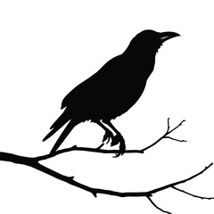Fototapeta premium a black and white silhouette of a crow perched on a tree branch.