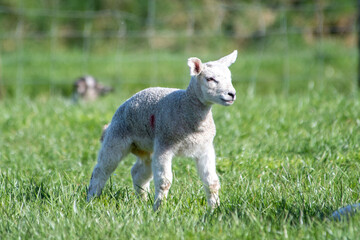 Obraz premium Agneau mignon en pâture, un matin de printemps