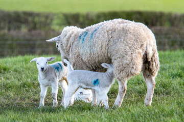 Brebis et leurs agneaux en p&acirc;turage