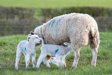Brebis et leurs agneaux en pâturage