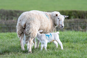 Fototapeta premium Brebis et leurs agneaux en pâturage