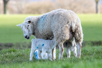 Brebis et leurs agneaux en pâturage