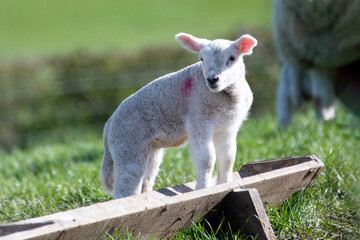 Agneau mignon en pâture, un matin de printemps