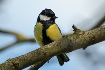 Mésange noire dans un arbre