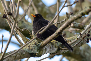Male Common blackbird - Turdus merula