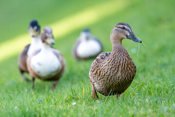 Domestic duck ducks walking in the grass
