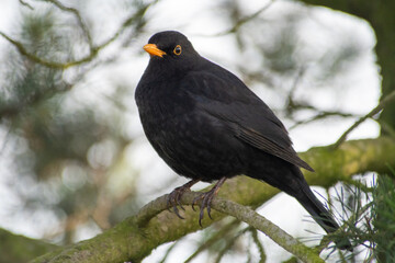 Male Common blackbird - Turdus merula