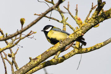 Mésange noire dans un arbre