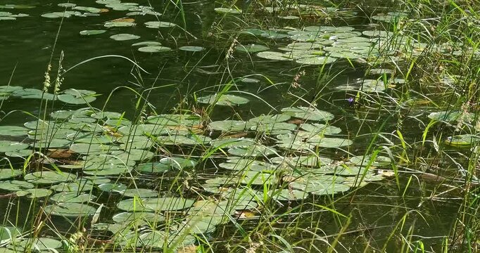 Reeds and lily pads and calming gentle waves at the shore of Lake Itasca in northern Minnesota.