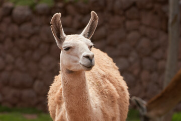 Obraz premium Llamas are domesticated animals that have been used by Andean cultures for centuries as pack animals and for their wool. They belong to the camelid family, which is also referred to as 