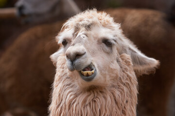 Obraz premium Llamas are domesticated animals that have been used by Andean cultures for centuries as pack animals and for their wool. They belong to the camelid family, which is also referred to as 