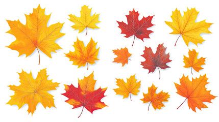 Vibrant Yellow and Orange Maple Leaves on Clear Background Generative AI