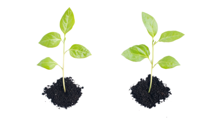 Young Green Plants Growing From Black Soil on a Transparent Background Generative AI