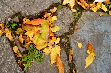 autumn leaves on the ground
