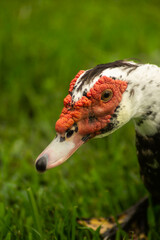 Birds of the Greater Tampa area