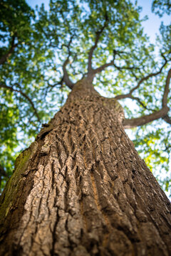 Huge oak tree trunk with spread crown, view from below. Powerful bark in forest or park. Leaved crown of tree and branches form halo around plants, photosynthesis, wildlife, sustainable resources