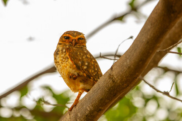 Uma coruja empoleirada num galho de árvore.