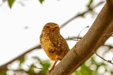 Uma coruja empoleirada num galho de árvore.