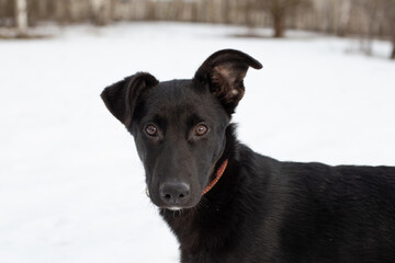 Portrait of a black puppy in winter against a background of snow