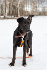 Portrait of a black puppy in winter against a background of snow