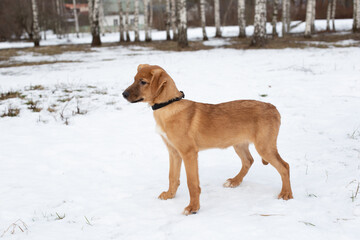 Red puppy in winter against the backdrop of snow and birches