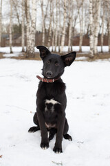 Portrait of a black puppy in winter against a background of snow