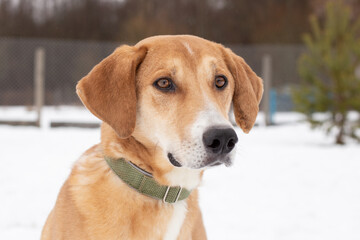 Portrait of a red dog in winter against a background of snow and a fence