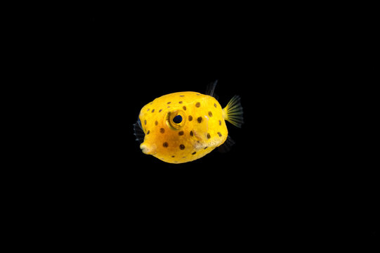 Bluespotted boxfish (Ostracion immaculatus) juvenile, TL:15mm