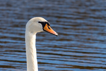 White Swan on the lake in Edinburgh Scotland, near Arthur's Seat.