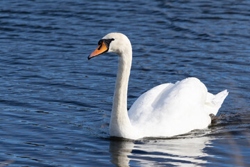 White Swan on the lake in Edinburgh Scotland, near Arthur's Seat.