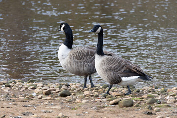 Obraz premium Canadian goose in Scotland, in Edinburgh, park next to Arthur's Seat mountain