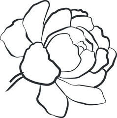 pion