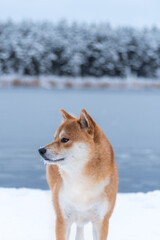 Portrait of red Shiba inu dog at Winter