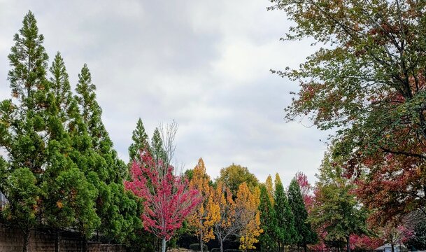 trees in autumn