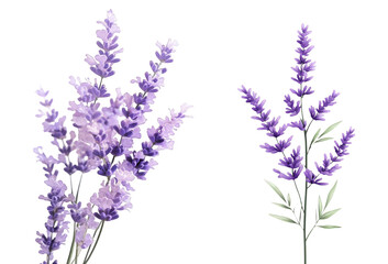 Lavender flowers isolated on white background purple lavender floral botanical flowers spring...