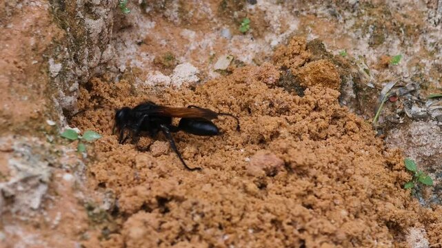 Tarantula predatory wasp (Pepsis formosa) digging in the sand
