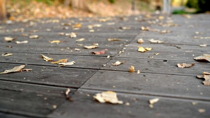 Dry leaves falling on wooden pathway in autumn